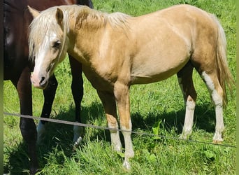 Welsh B, Stallion, 2 years, 12,2 hh, Palomino