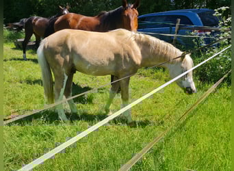 Welsh B, Stallion, 2 years, 12,2 hh, Palomino