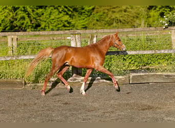 Welsh B, Stallion, 2 years, 13.1 hh, Chestnut-Red