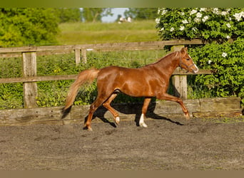Welsh B, Stallion, 2 years, 13.1 hh, Chestnut-Red