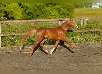 Welsh B, Stallion, 2 years, 13.1 hh, Chestnut-Red