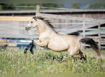 Welsh B, Stallion, 2 years, 13 hh, Dun