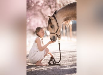 Welsh B, Stallion, 2 years, 13 hh, Dun
