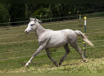 Welsh B, Stallion, 2 years, Grey