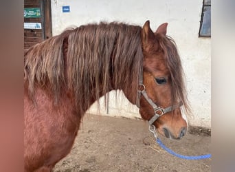 Welsh B, Stallion, 3 years, 12,1 hh, Chestnut-Red