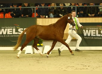 Welsh B, Stallion, 3 years, 12,3 hh, Chestnut-Red