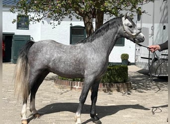 Welsh B, Stallion, 3 years, 12 hh, Grey
