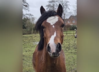 Welsh B, Stallion, 3 years, 12,2 hh, Brown