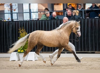 Welsh B, Stallion, 3 years, 12,3 hh, Palomino