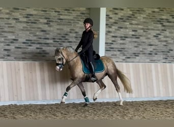 Welsh B, Stallion, 3 years, 12,3 hh, Palomino