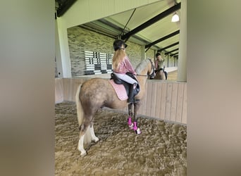 Welsh B, Stallion, 3 years, 12,3 hh, Palomino