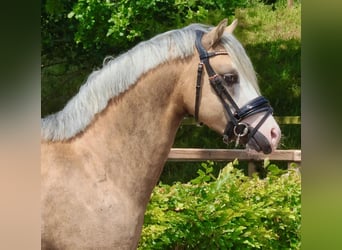 Welsh B, Stallion, 3 years, 12,3 hh, Palomino