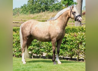 Welsh B, Stallion, 3 years, 12,3 hh, Palomino