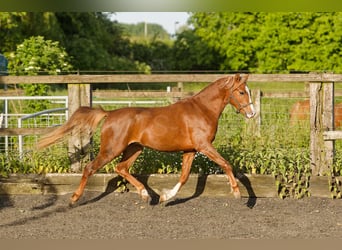 Welsh B, Stallion, 3 years, 13.1 hh, Chestnut-Red