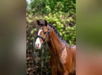 Welsh B, Stallion, 3 years, 13 hh, Brown