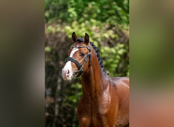 Welsh B, Stallion, 3 years, 13 hh, Brown