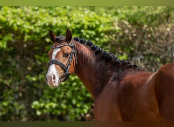 Welsh B, Stallion, 3 years, 13 hh, Brown
