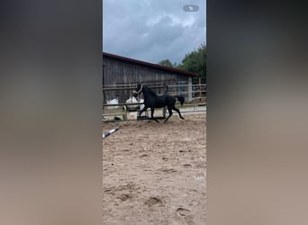 Welsh B, Stallion, 4 years, 11,2 hh, Black