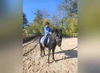 Welsh B, Stallion, 4 years, 11,2 hh, Black