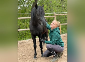 Welsh B, Stallion, 4 years, 11,2 hh, Black