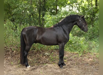 Welsh B Mix, Stallion, 4 years, 12.2 hh, Black
