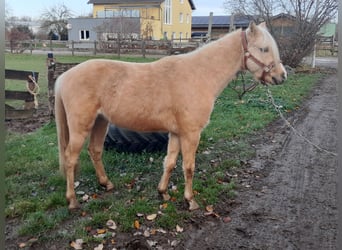 Welsh B, Stallion, 4 years, 12,1 hh, Palomino