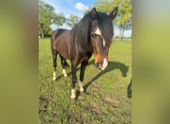 Welsh B, Stallion, 4 years, 12,2 hh