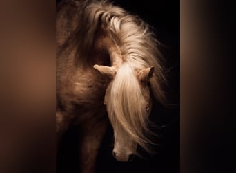 Welsh B, Stallion, 4 years, 12,2 hh, Palomino