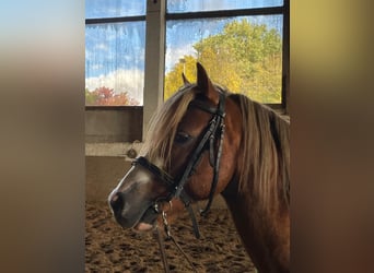 Welsh B, Stallion, 4 years, 13 hh, Chestnut