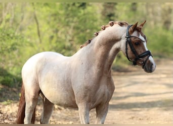 Welsh B, Stallion, 5 years, 12.1 hh, Roan-Red