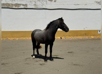 Welsh B, Stallion, 5 years, 12 hh