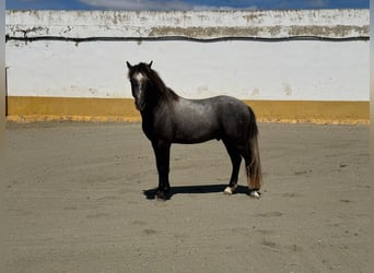 Welsh B, Stallion, 5 years, 12 hh, Grey