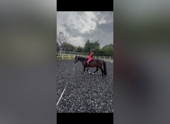 Welsh B, Stallion, 5 years, 13.1 hh, Bay-Dark