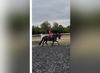 Welsh B, Stallion, 5 years, 13.1 hh, Bay-Dark