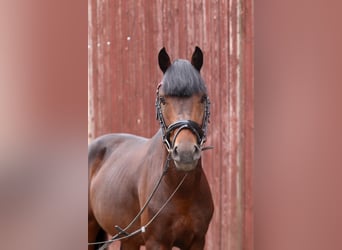 Welsh B, Stallion, 5 years, 13.1 hh, Bay-Dark