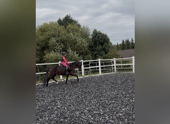 Welsh B, Stallion, 5 years, 13.1 hh, Bay-Dark