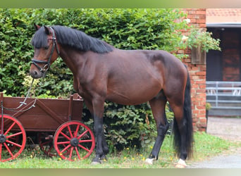 Welsh B, Stallion, 5 years, 13.1 hh, Bay-Dark