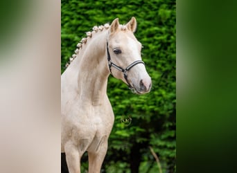 Welsh B, Stallion, 6 years, 12.1 hh, Palomino