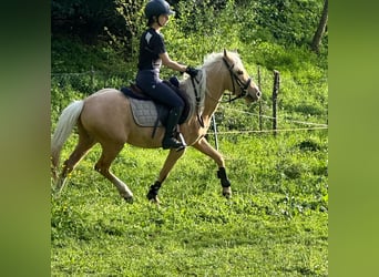 Welsh B, Stallion, 6 years, 13.1 hh, Palomino