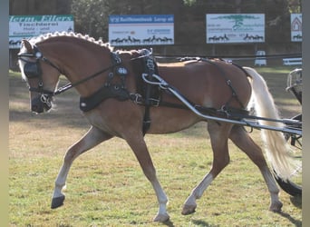 Welsh B, Stallion, 7 years, 12.2 hh, Chestnut-Red