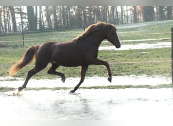 Welsh B, Stallion, 7 years, 13 hh, Chestnut-Red