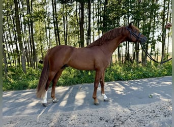 Welsh B, Stallion, 7 years, Chestnut-Red