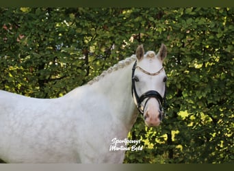 Welsh B, Stallion, 8 years, 13.3 hh, Grey Welsh B, Stallion, 8 years, 13.3 hh, Grey