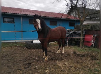 Welsh B, Stallion, 5 years, 13.1 hh, Bay