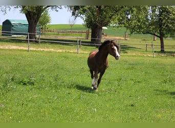 Welsh B, Stallion, 11 years, 12.3 hh, Chestnut