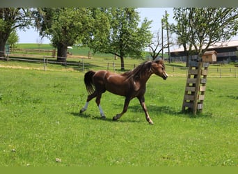 Welsh B, Stallion, 11 years, 12.3 hh, Chestnut