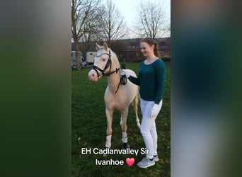 Welsh B, Stallion, 17 years, 12.2 hh, Cremello
