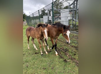 Welsh B, Stallion, Foal (04/2025), 12.2 hh, Brown