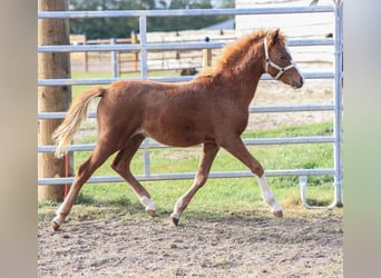 Welsh B, Stallion, Foal (06/2024), 12,3 hh, Chestnut-Red