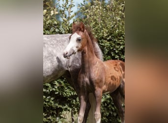 Welsh B Mix, Stallion, Foal (05/2025), 12,2 hh, Grey-Red-Tan